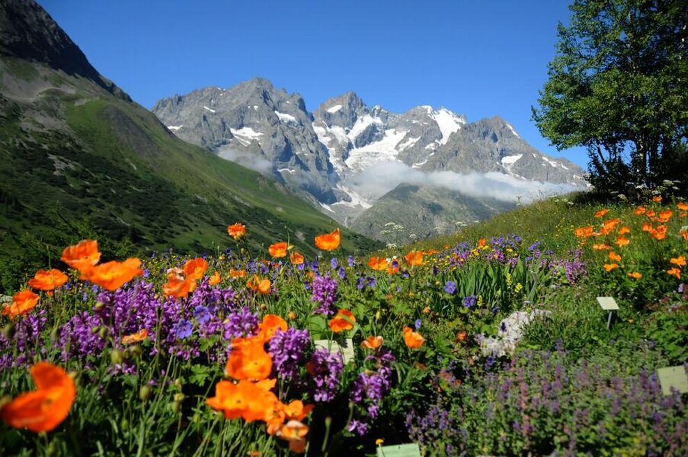 Jardin du Lautaret - La Grave - La Meije