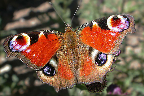 Papillon des Alpes - Jardin du Lautaret