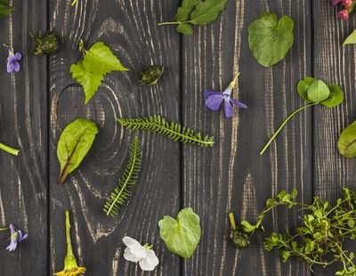 Découverte des plantes de montagne et confection de tisanes